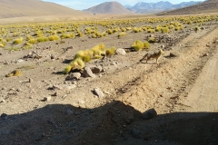 El Tatio Geyser Field - 51