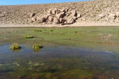 El Tatio Geyser Field - 52 - Wetland