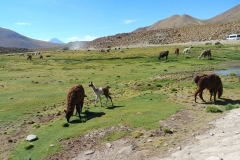 El Tatio Geyser Field - 59 - Lamas