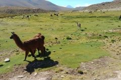 El Tatio Geyser Field - 60