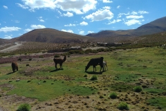 El Tatio Geyser Field - 61