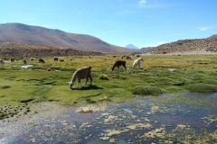 El Tatio Geyser Field - 62