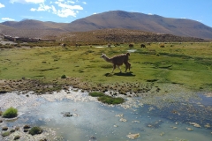 El Tatio Geyser Field - 63