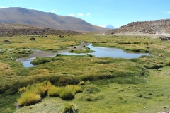 El Tatio Geyser Field - 65