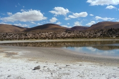 El Tatio Geyser Field - 66 - Andean Flamingos