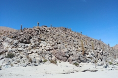 El Tatio Geyser Field - 70 - Cactus Valley