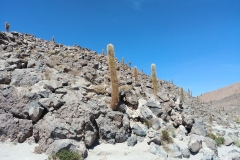 El Tatio Geyser Field - 71