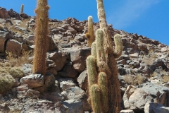 El Tatio Geyser Field - 73