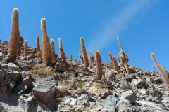 El Tatio Geyser Field - 79