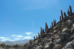 El Tatio Geyser Field - 82