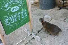 George Town - Now everyone can drink coffee... even the cat