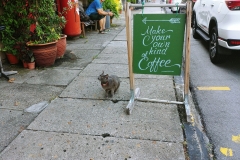 George Town - The cat can choose his own coffee