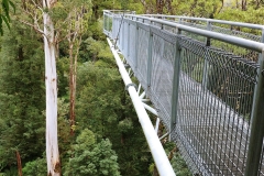 Great Otway National Park - Fly Otway - 12B - Cantilever