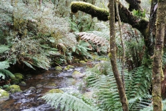 Great Otway National Park - Hopetoun Falls - 01