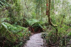 Great Otway National Park - Triplet Falls - 01