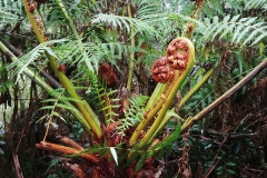 Great Otway National Park - Triplet Falls - 02