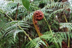 Great Otway National Park - Triplet Falls - 03