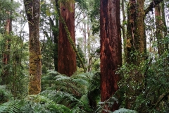 Great Otway National Park - Triplet Falls - 04