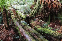 Great Otway National Park - Triplet Falls - 07