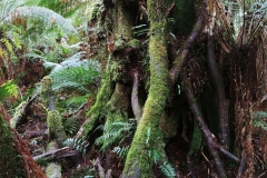 Great Otway National Park - Triplet Falls - 08