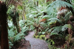 Great Otway National Park - Triplet Falls - 09