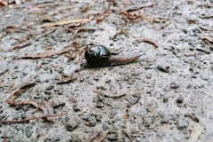 Great Otway National Park - Triplet Falls - 10 - Black snail
