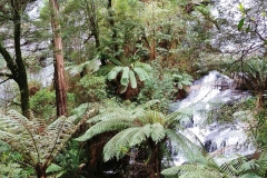 Great Otway National Park - Triplet Falls - 15