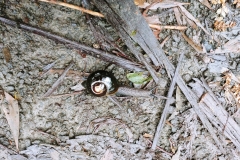Great Otway National Park - Triplet Falls - 21 - Black snail