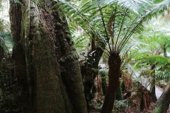 Maits Rainforest Walk - 05