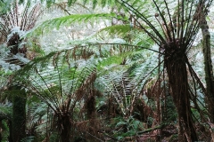 Maits Rainforest Walk - 06