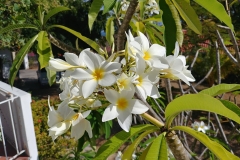 Grenada - 55 - Frangipani flowers