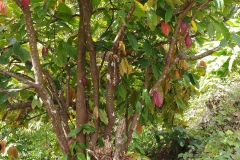 Half Day tour of the island - 07 - Cocoa tree