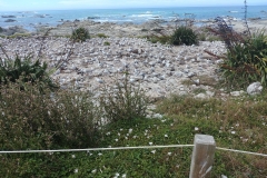 Kaikoura 28 - Seagull nesting ground