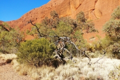 Kata Tjuta - 04