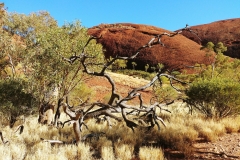 Kata Tjuta - 06