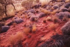 Uluru - Bush in the dawn