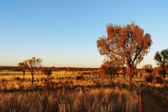 Uluru - Bush in the dawn02