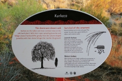 Uluru - Kurkara - Desert oak
