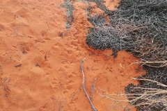 Uluru - Tracks in the sand