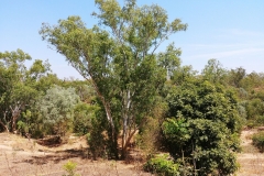 Katherine - Katherine river walking trail - Tree 07