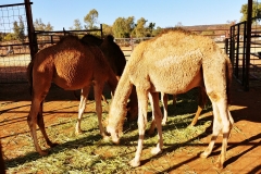 Camel Ride - 03