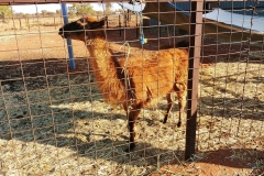 Camel Ride - 04 - Alpaca