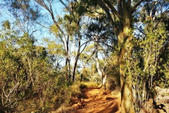 Kings Canyon - 20 - Sun above the path