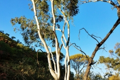 Kings Canyon - 22 - Ghost gum