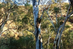 Kings Canyon - 24 - spiralling bark