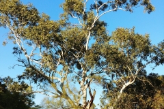 Kings Canyon - 25 - ghost gum