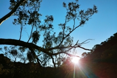Kings Canyon - 28 - tree and sun