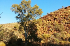 Kings Canyon - 29 - canyon's entrance