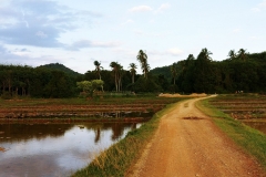 Ko Yao Noi - rice paddies and coconuts