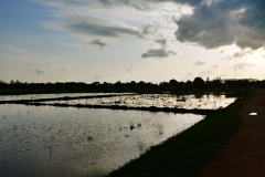 Ko Yao Noi - rice paddies at sunset